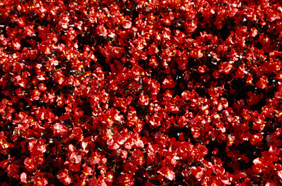 B. ‘Expresso Scarlet’